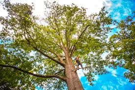 Best Tree Preservation Services  in Kibler, AR