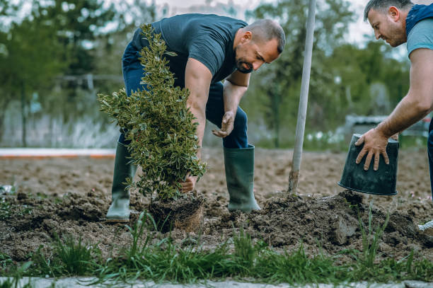 How Our Tree Care Process Works  in  Kibler, AR