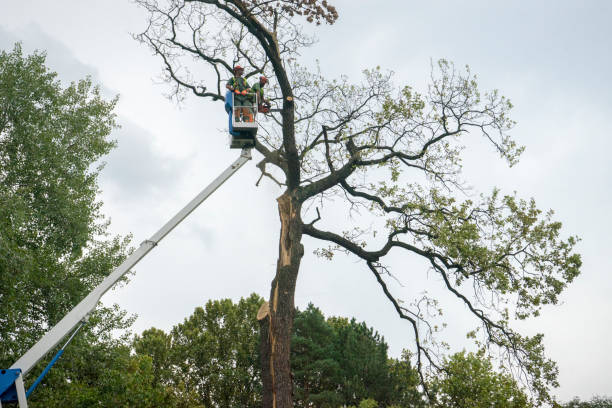 Best Tree Trimming and Pruning  in Kibler, AR